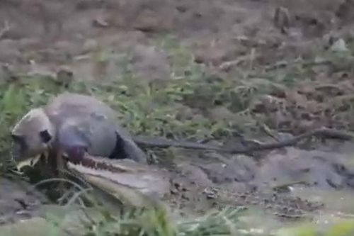 CLIP: Đang uống nước, khỉ bị cá sấu tung cú đớp chết chóc và cái kết khó đoán
