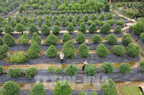 Hải Phòng thu hút đầu tư vào nông nghiệp