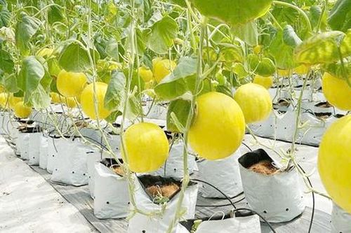 Bắc Giang: Phát triển các mô hình thực phẩm sạch
