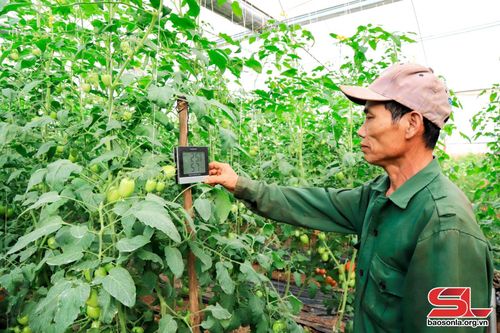 Mường Sang sản xuất rau phục vụ thị trường Tết