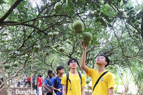 Nông dân làng bưởi làm du lịch