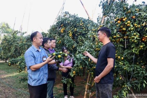 Cam đường Canh: Cây 'triệu phú' trên đất Chi Lăng