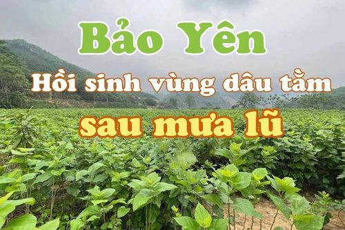 Bảo Yên: Hồi sinh vùng dâu tằm sau mưa lũ
