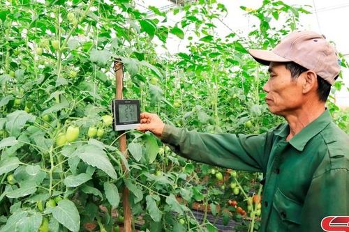 Mường Sang sản xuất rau phục vụ thị trường Tết