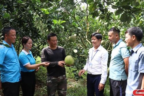 Phòng trừ sâu bệnh hại cho cây ăn quả