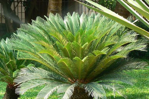 Ý nghĩa của việc trồng cây vạn tuế trước nhà