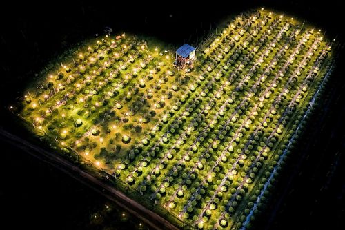 Làng hoa cúc phục vụ tết tại Bình Định lung linh tựa 'kinh đô ánh sáng'