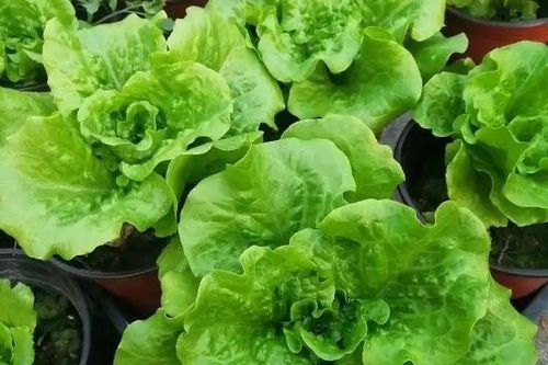 Cách trồng xà lách trong chậu và thùng xốp xanh tốt, an toàn