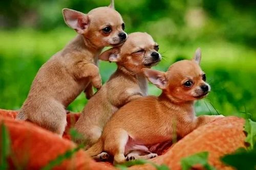 Giống chó nhỏ nhất thế giới và những bí mật ít người biết
