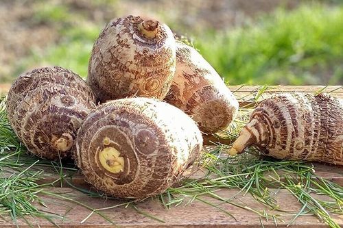 Khoai môn ăn lẩu nên chọn củ nặng hay nhẹ?