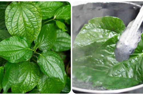 Một số bài thuốc chữa bệnh từ lá lốt
