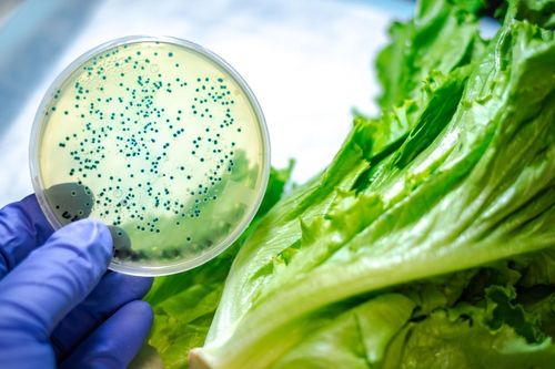 Cách vi khuẩn E. coli xâm nhập vào cơ thể