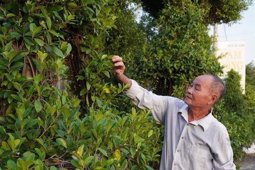 Nghệ nhân thổi hồn vào cây kiểng, 'vua kiểng thú' thu tiền tỉ mỗi năm