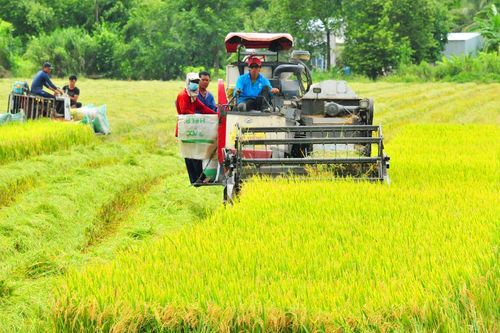 Hướng tới 'gạo Việt xanh, phát thải thấp'