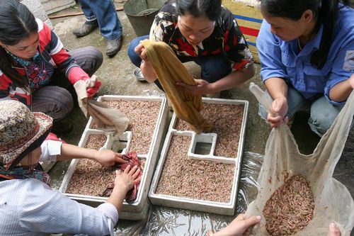 Cuộc sống sau ống kính: Lại đến mùa rươi