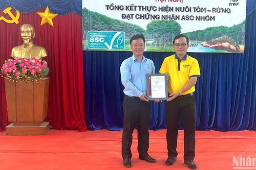 Cà Mau mở rộng chuỗi mô hình tôm-rừng đạt chứng nhận quốc tế