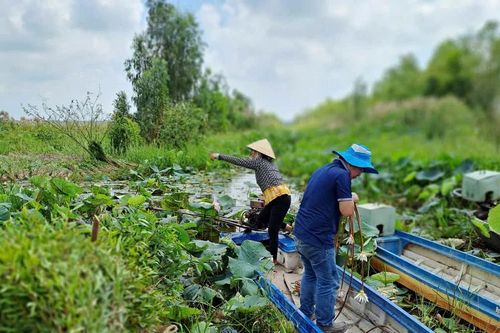 Long An: Tích cực phục hồi 17ha rừng ở Khu bảo tồn Đất ngập nước Láng Sen