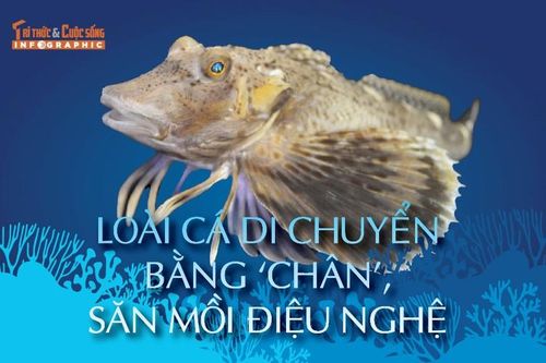 Loài cá di chuyển bằng 'chân', săn mồi điệu nghệ