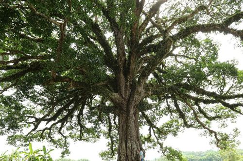 Cây trôi di sản 800 tuổi: Biểu tượng gắn kết cộng đồng