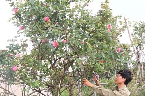 Từ vườn hồng tặng mẹ, chàng trai có doanh thu nhiều người mơ ước