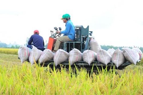 Đề án 1 triệu ha lúa: Cần phải thực sự đi vào đời sống nông dân!