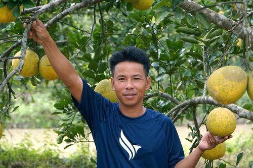 Nuôi trăm tổ kiến làm 'vệ binh', anh nông dân có vườn bưởi sạch với chi phí thấp