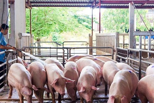Tỉnh nào nuôi lợn nhiều nhất Việt Nam?