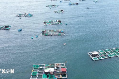 Ninh Thuận: Liên kết chuỗi giá trị hướng đến xuất khẩu sản phẩm lợi thế