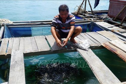 Bố trí vùng nuôi cá lồng bè phù hợp với quy hoạch không gian biển