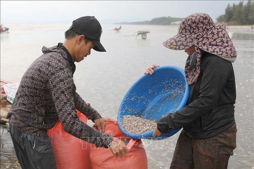 Người dân 'miền chân sóng' hào hứng đi cào dắt mùa biển động