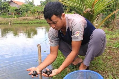 Nuôi con đặc sản hiền như đất, chỉ mê ăn thứ rẻ tiền, chàng trai 8x thu lãi nửa tỷ đồng mỗi năm