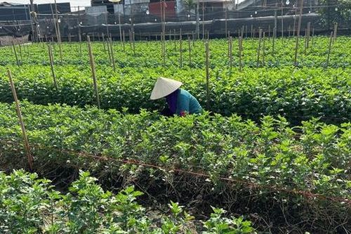 Làng hoa ảm đạm chờ mùa Tết