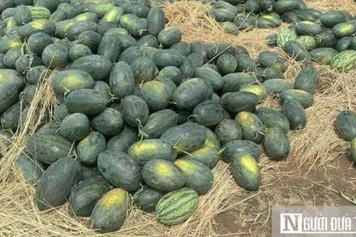 'Chát đắng' mùa dưa hấu rớt giá