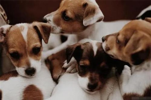 Chu kỳ kinh nguyệt của chó kéo dài bao nhiêu ngày?