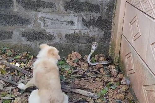 CLIP: Chó nhà hăng máu khiêu chiến rắn hổ mang và cái kết gây 'sốc'