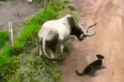 CLIP: Chó Pitbull hung hăng gây sự, nhận cái kết bị bò húc văng lên không trung