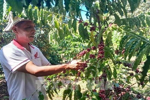 Nông dân Bình Phước phấn khởi vào vụ thu hoạch cà phê có giá cao
