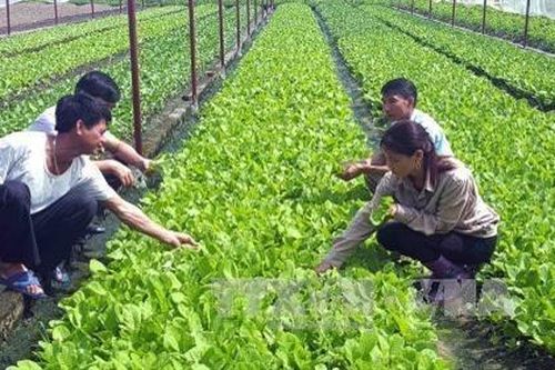 Sản xuất nông nghiệp mới cho thu nhập hàng tỷ đồng