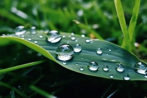 Lặng nghe tiếng sương