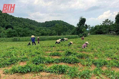 Quản lý, bảo vệ rừng phòng hộ đầu nguồn gắn phát triển cây dược liệu có giá trị kinh tế cao