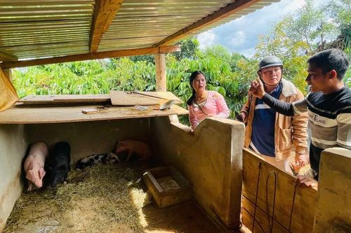 Heo giống cấp cho hộ nghèo tại thị trấn Ia Ly chết vì bệnh Dịch tả heo Châu Phi