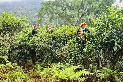 Dưới tán chè cổ thụ Nà Thác