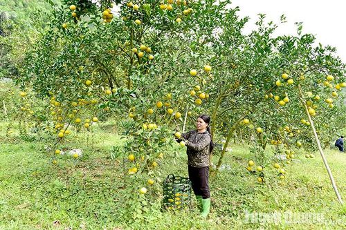 Hàm Yên thắng lợi vụ cam sớm
