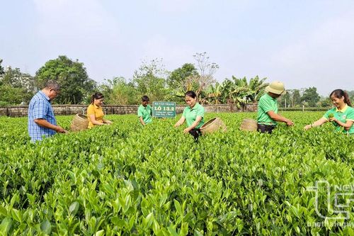 Thái Nguyên: Trồng mới, trồng lại trên 430ha chè