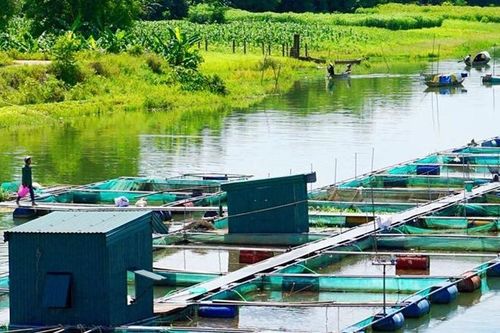Di dời lồng cá trên sông Bồ
