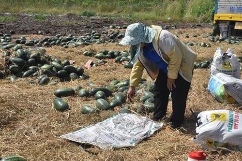 Mất mùa lại thêm mất giá, người trồng dưa hấu lỗ nặng