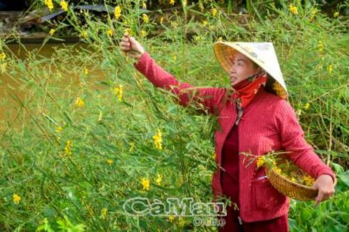 Mùa bông điên điển