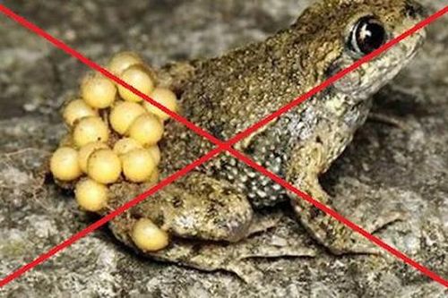 Ngộ độc nặng, mất mạng do ăn thịt cóc, vì sao?