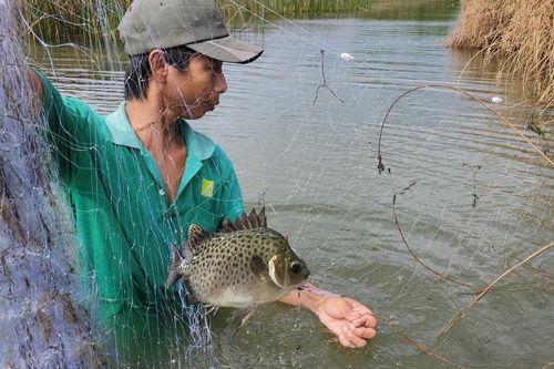 Về vùng ngập mặn săn cá nâu