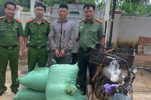 Giữ bình yên cho mùa thu hoạch cà phê
